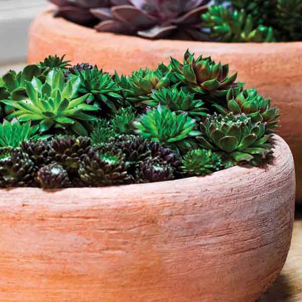 Annalise Planter - Terra Nova - S/2 Campania International