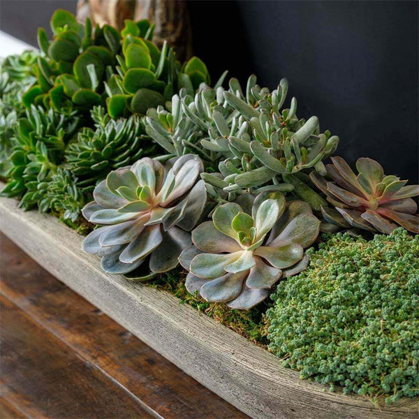 Barca Planter, Large filled with plants upclose