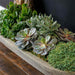 Barca Planter, Large filled with plants upclose