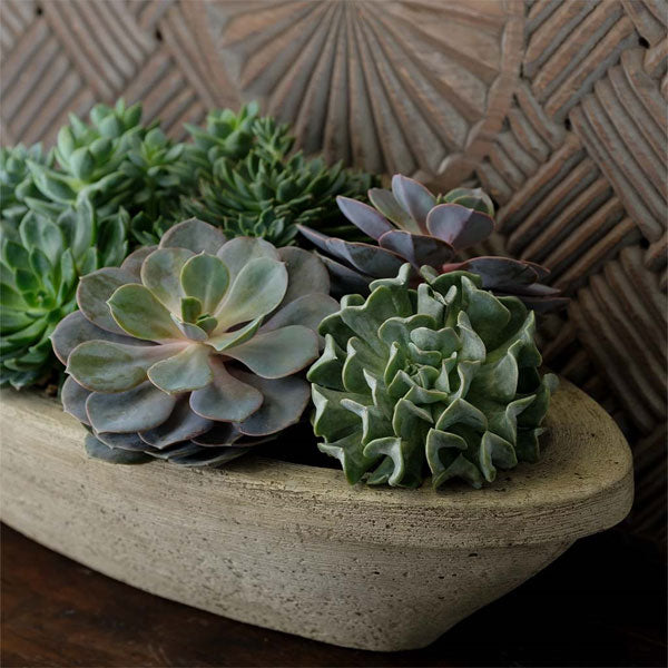 Barca Planter, Small filled with plants upclose