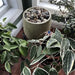 Bebel Pebble Fountain beside plants