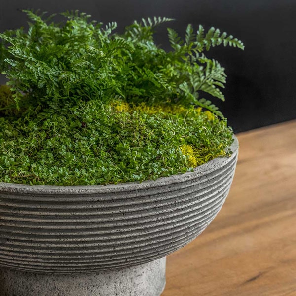 Calistoga Bowl on table filled with plants upclose