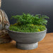 Calistoga Bowl on table filled with plants