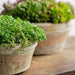 Farmers Pot Planter, Short Cotswold White S/8 on the table with gray background upclose