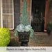 Plain Quadro Pedestal with planter on top filled with plants