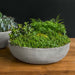 Terrace Bowl, Medium on table filled with plants